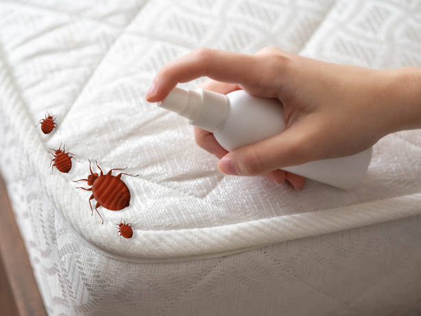 Best Local Pest Control Services  in Terrace Heights, WA